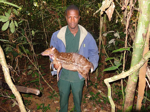 Guide Edwin Brophy with Water Chevrotain